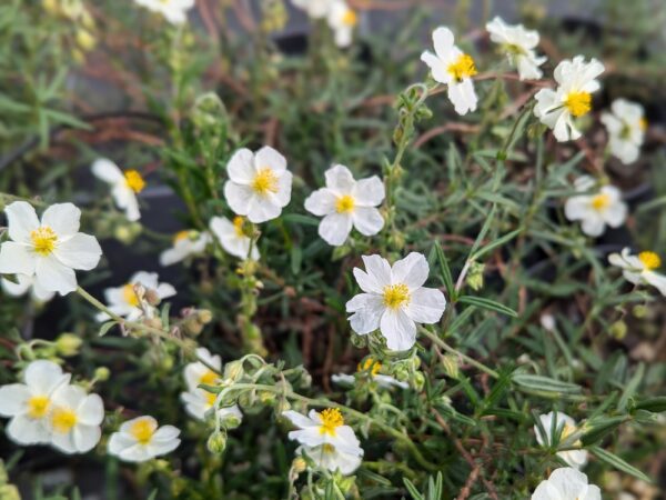 helianthemum couvre-sol floraison blanche comme les cistes