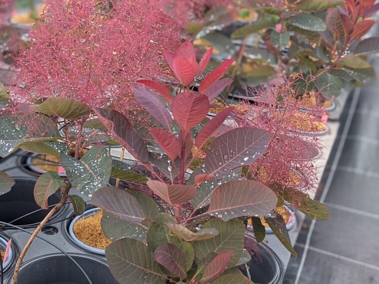 cotinus-grace-26-5