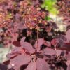 floraison de cotinus grace