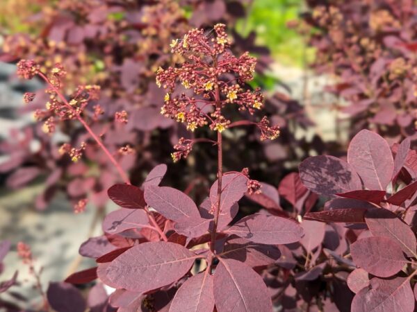 floraison de cotinus grace