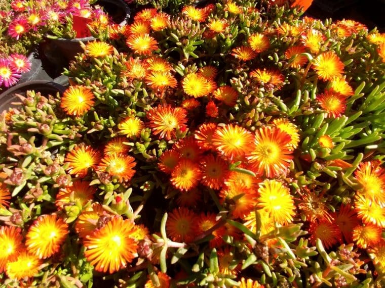 delosperma-orange-wonder