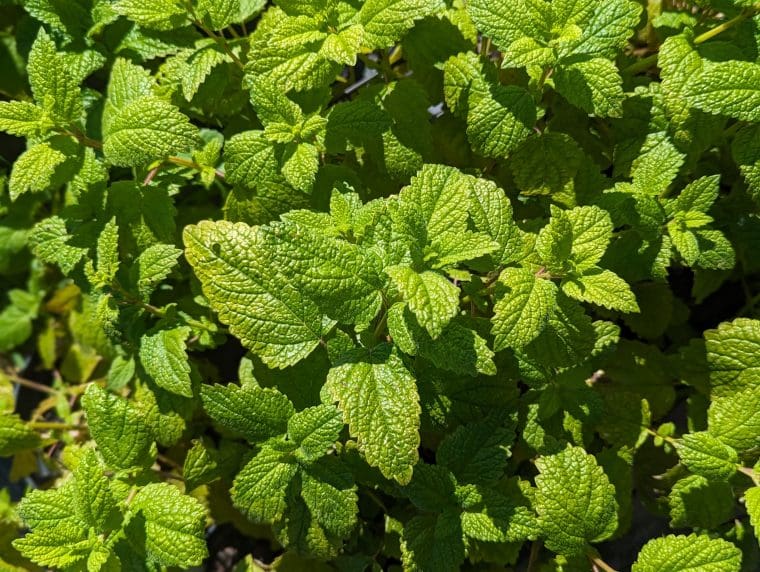 melissa-officinalis-24-5
