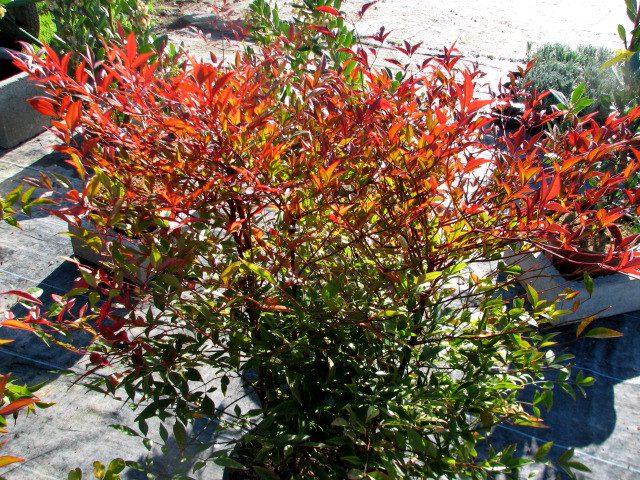 nandina-domestica