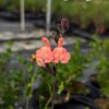 sauge en fleurs "Californie Sunset" orange/saumon