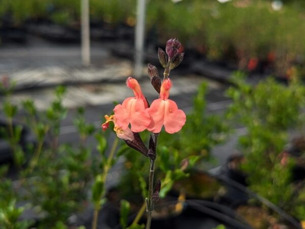 sauge en fleurs "Californie Sunset" orange/saumon