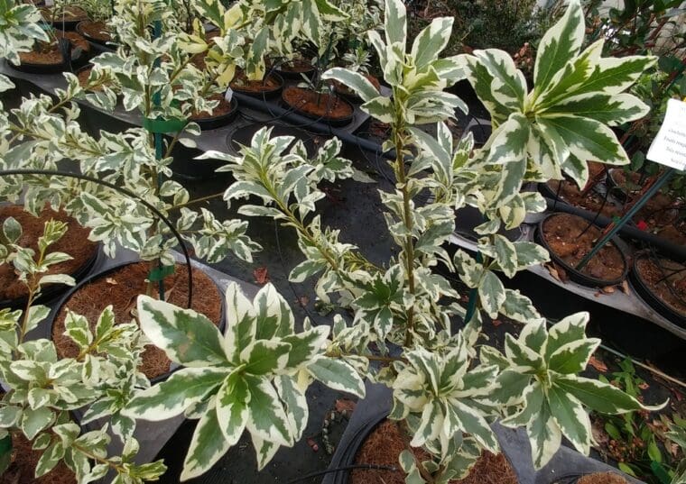 pittosporum-heterophyllum-panache-21
