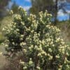 anthyllis barba jovis, Barbe de jupiter