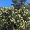 floraison de Barbe de jupiter