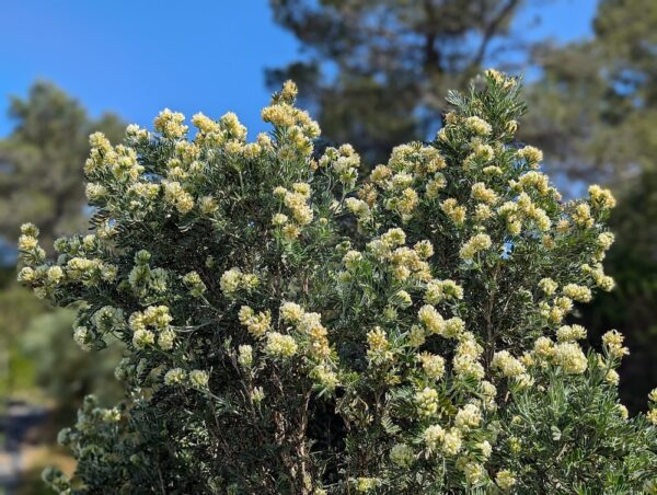 floraison de Barbe de jupiter