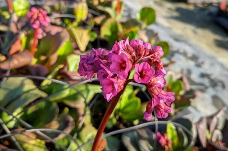 bergenia-rotblum