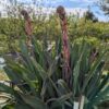 Beschorneria en fleurs devant un bassin