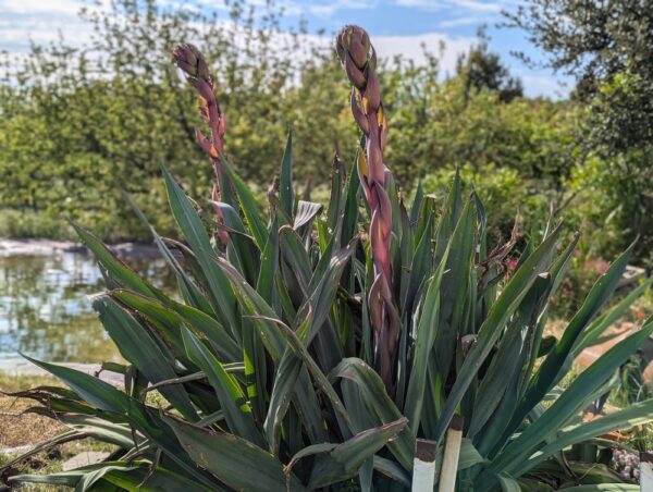 Beschorneria en fleurs devant un bassin