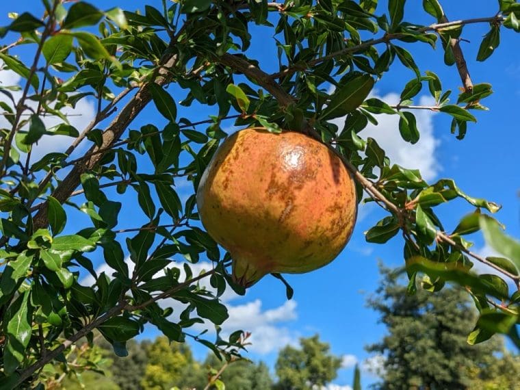 punica-granatum-fina-tendral-sur-arbre