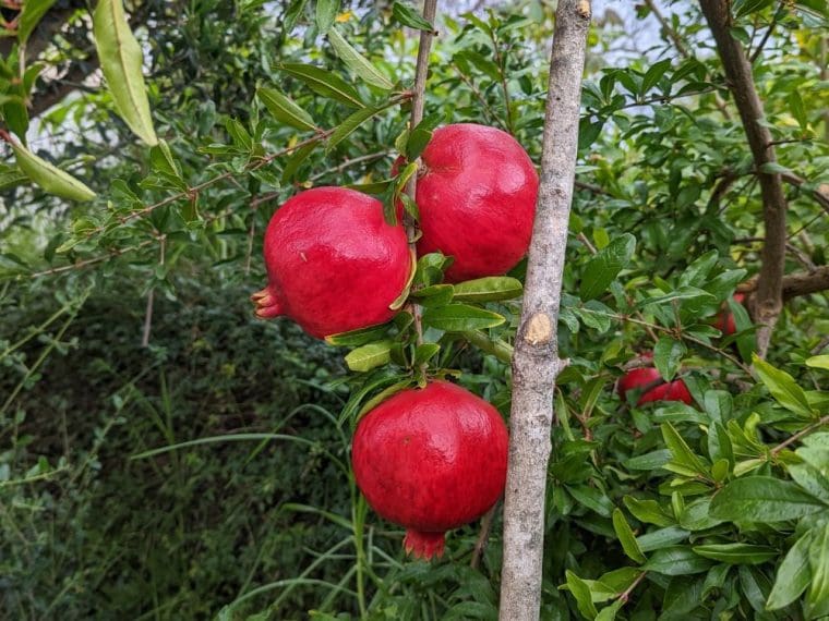 punica-granatum-wonderful