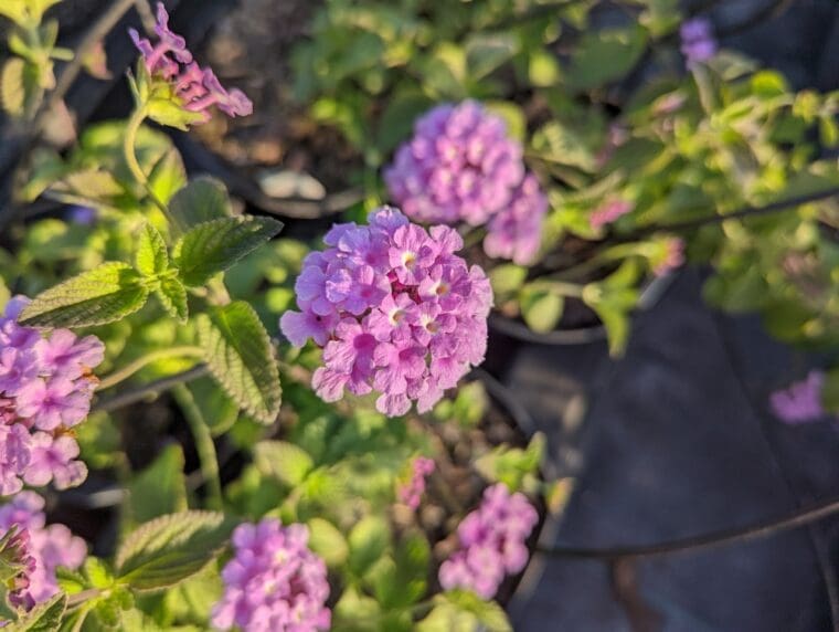 lantana-sellowiana