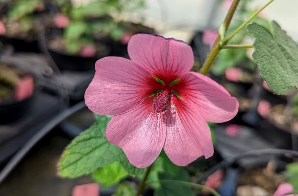 Anisodontea 