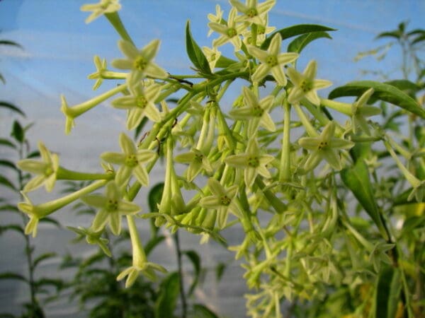Floraison du Galant de Nuit