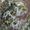 Romarin blanc en fleurs