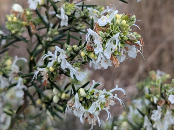 Romarin blanc en fleurs