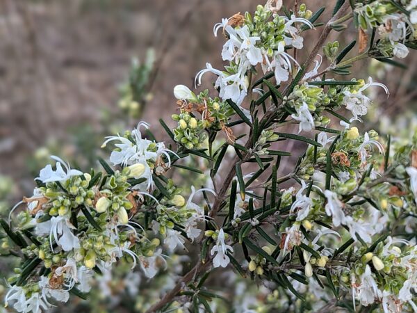 branche de romarin blanc en fleurs
