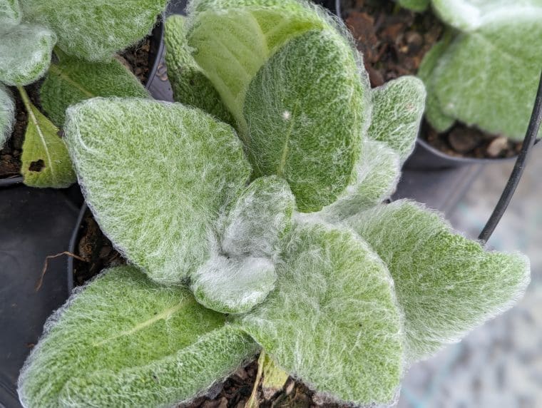 salvia-argentea-24-5