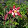 fleurs d'Ancolie, rouge et rose