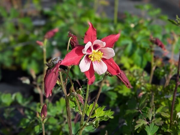 fleurs d'Ancolie, rouge et rose