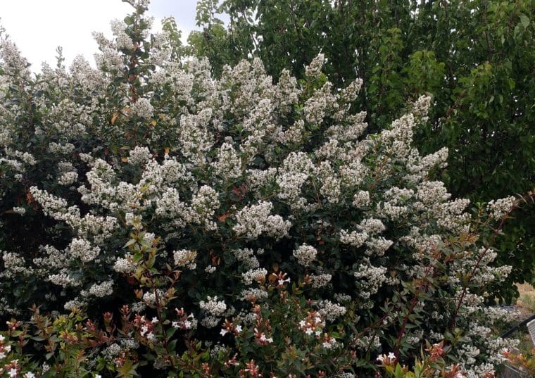 escallonia-iveyi-21-5