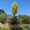 Nolina Nelsoni en fleurs