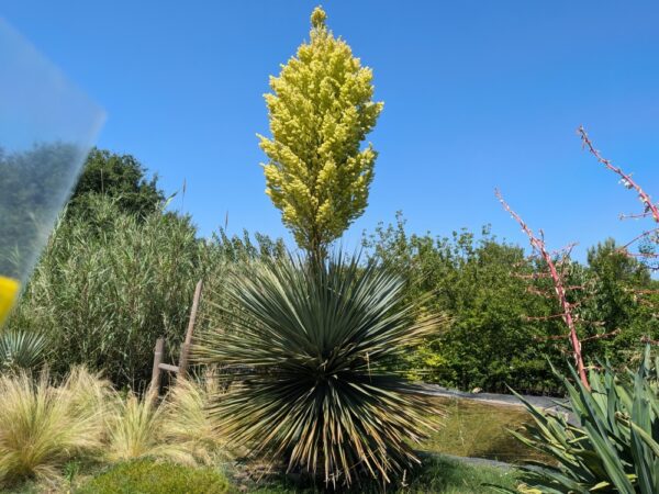 Nolina Nelsoni en fleurs