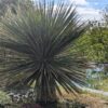 Un joli plant de Nolina Nelsonii au bord d'un bassin
