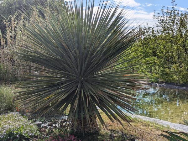 Un joli plant de Nolina Nelsonii au bord d'un bassin