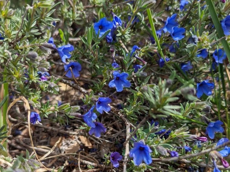 lithodora-fruticosa