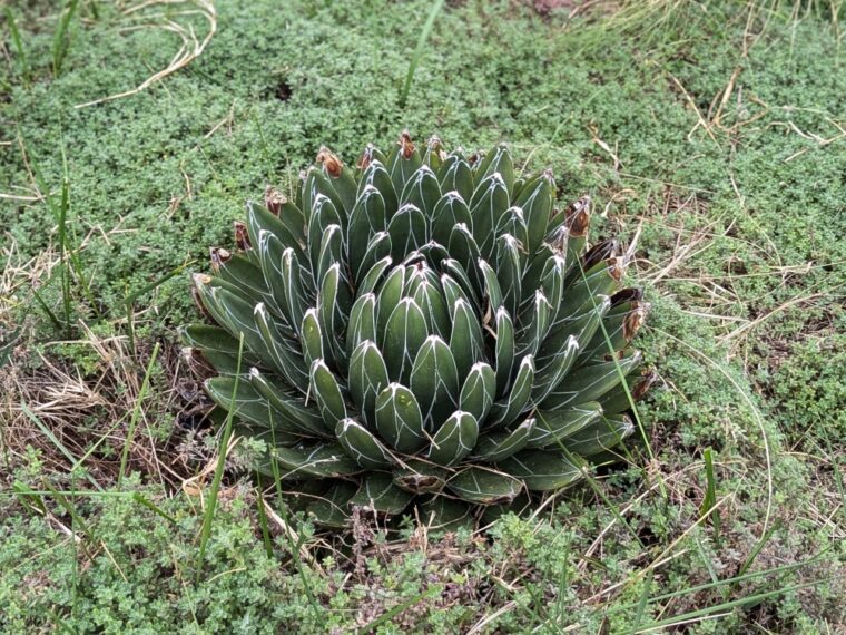 Agave-vistoria-bassin-25-3