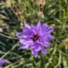 une fleur de catananche bleu