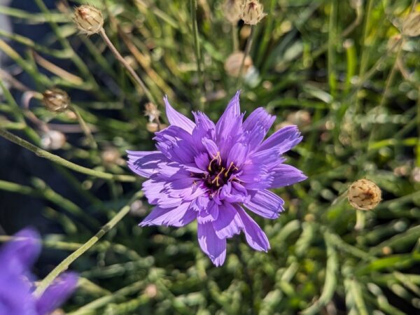 une fleur de catananche bleu
