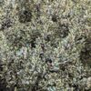 arbuste rhamnus alaternus à feuillage panaché