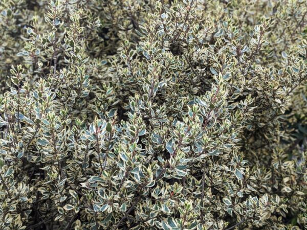 arbuste rhamnus alaternus à feuillage panaché