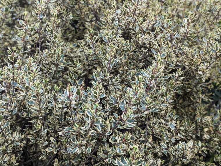 rhamnus-alaternus-panache-25-4