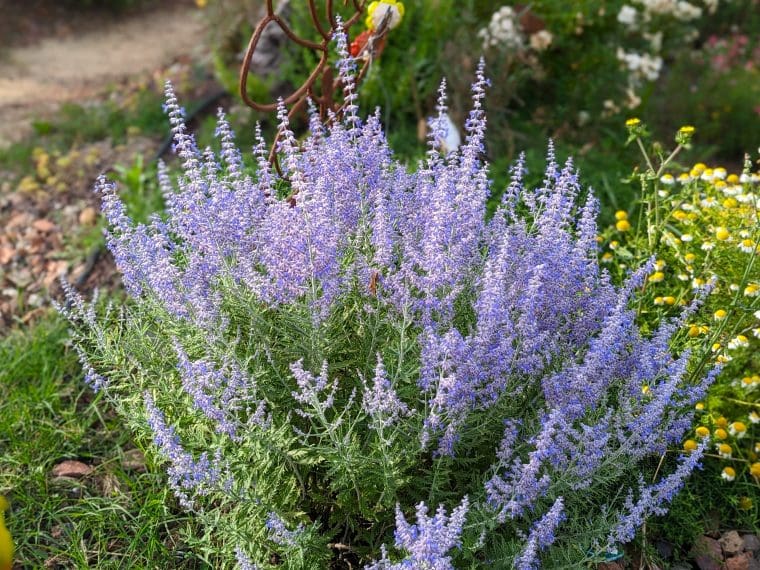 perovskia-prime-time