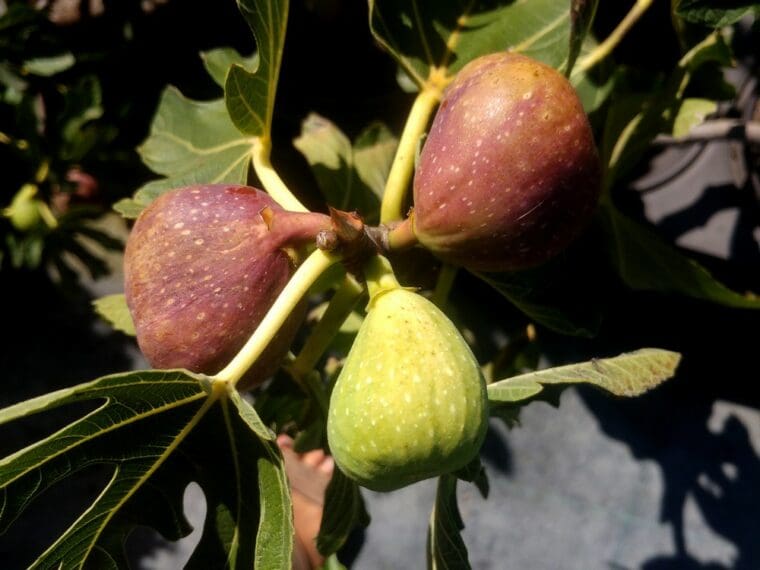 ficus-carica-espagne-fruit