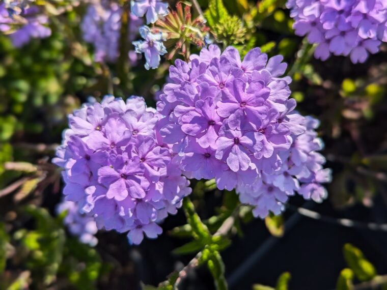 verveine-françoise-25-6