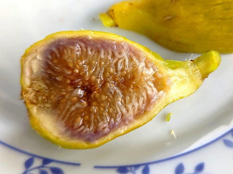 ficus-carica-marseille-breba