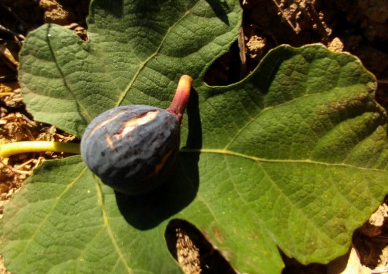 ficus-carica-pastiliere