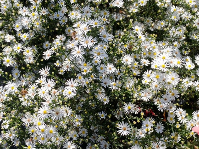 aster-monte-casino