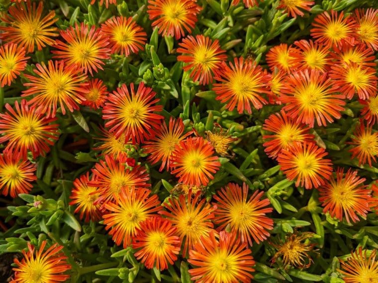 delosperma-fire-wonder