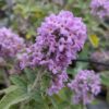 fleur violette clair d'un arbre à papillon Pablito