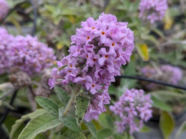 fleur violette clair d'un arbre à papillon Pablito