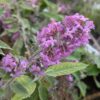 Fleur violette clair d'un arbre à papillon Pablito