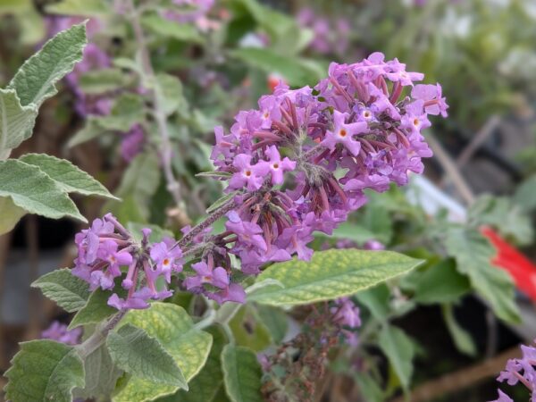 Fleur violette clair d'un arbre à papillon Pablito